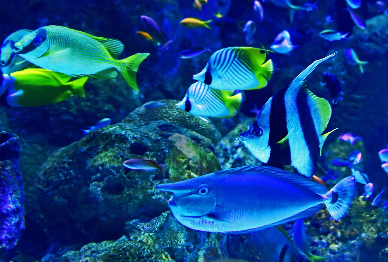 African Leaf Fish