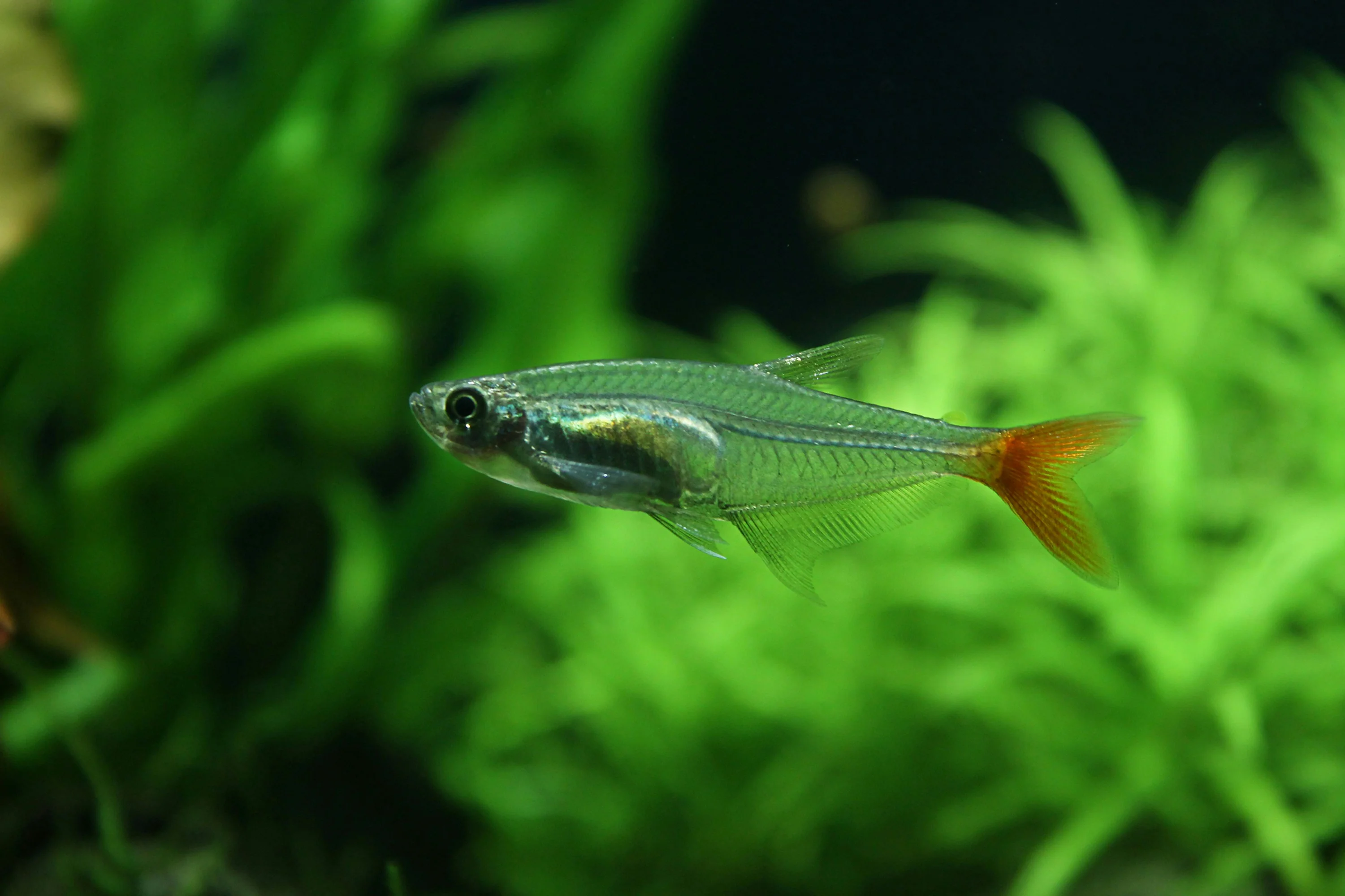 African Red Eyed Tetra
