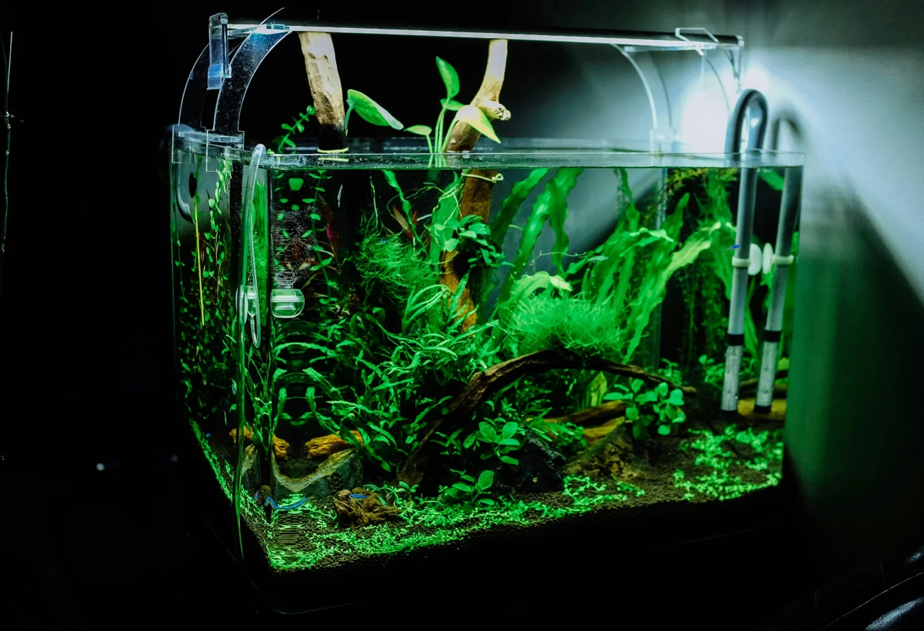 Algae Control: Identification and Solutions