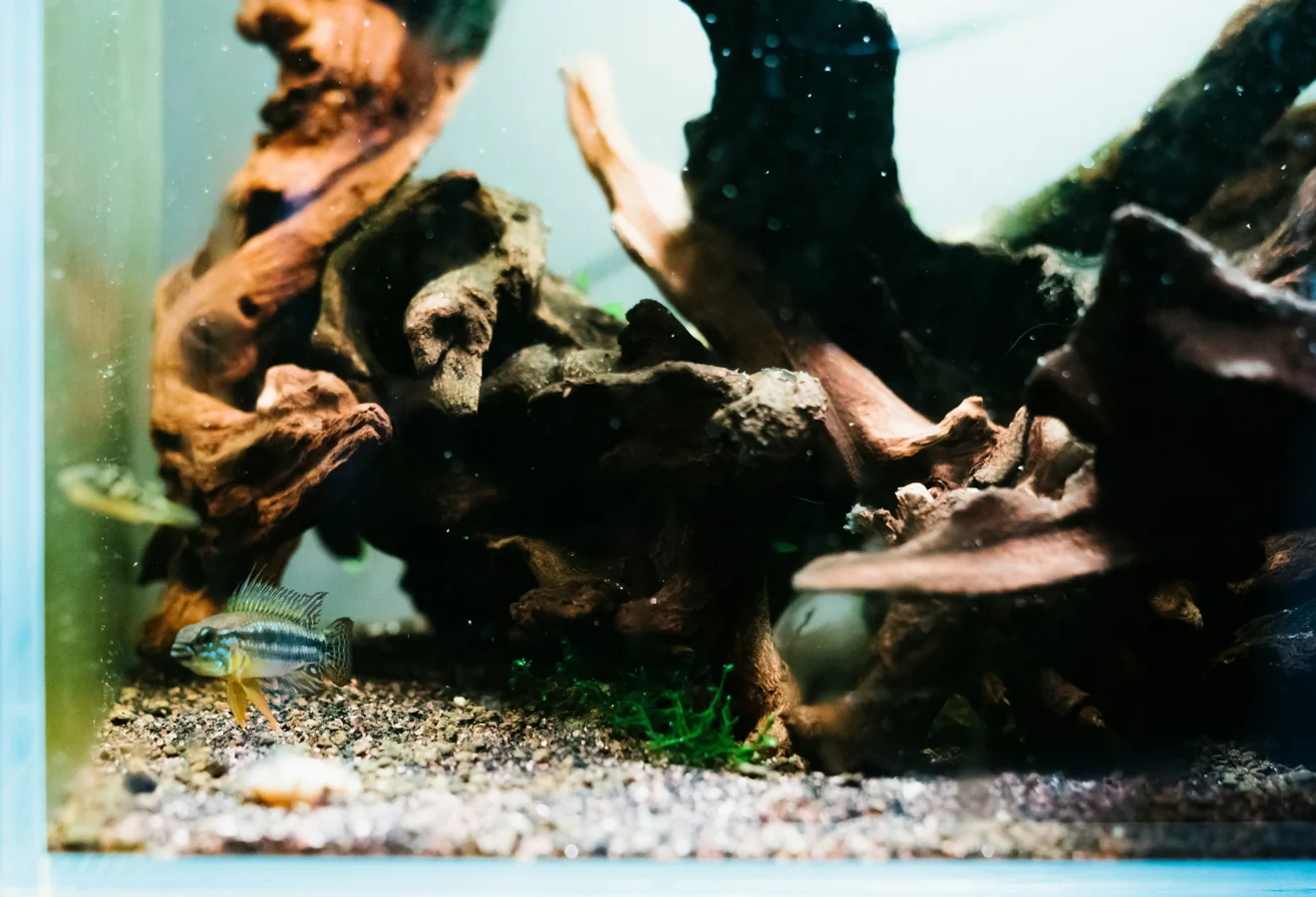 Apistogramma