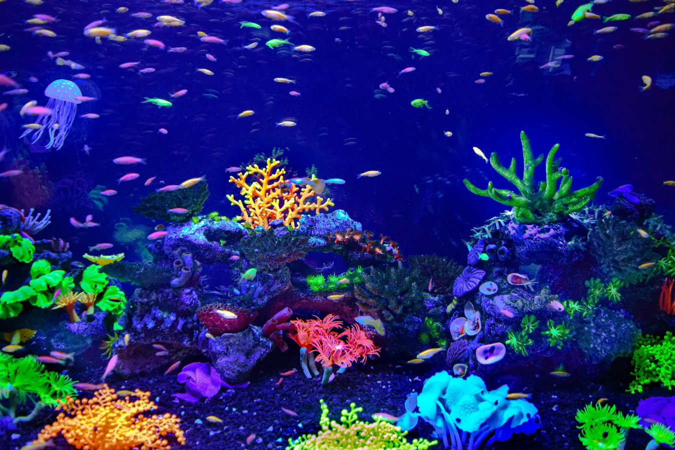 Aquarium maintenance professional cleaning a tank