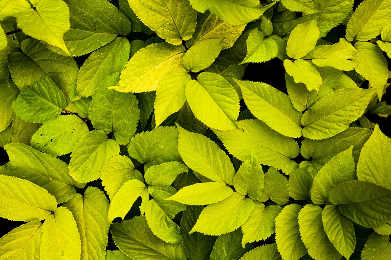 Close‑up of a plant leaf with yellow spots and pinholes