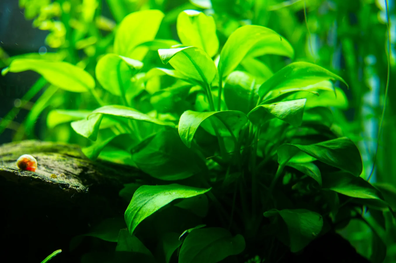 Propagating stem plant cuttings in an aquarium