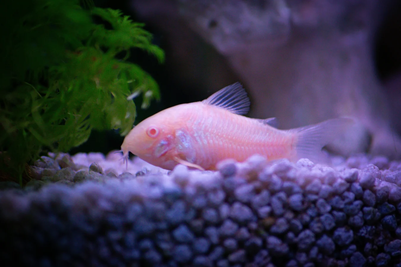 Banded Corydoras
