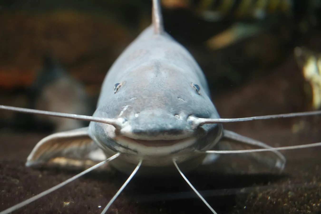 Banjo Catfish