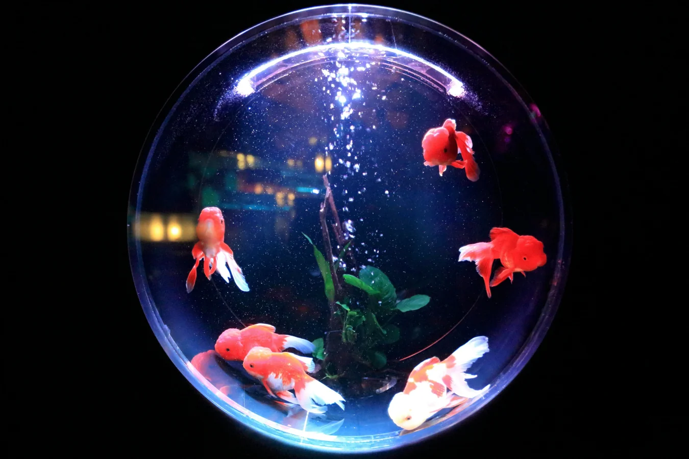 Aquarium Podcasts and YouTube Channels You Should Follow in 2026 featured article