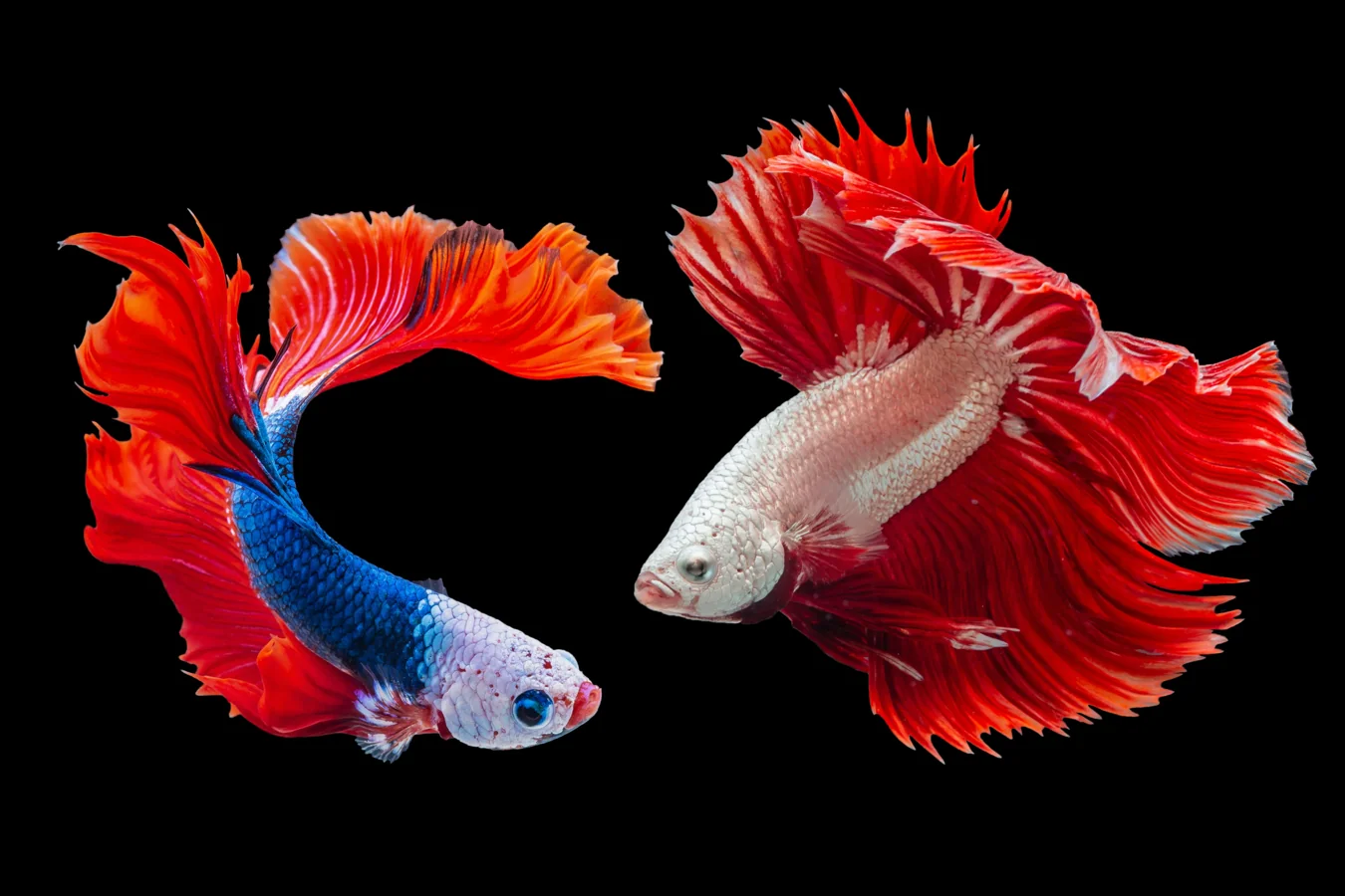 Betta Fish Care 101 — Why the Siamese Fighting Fish is Still King on Instagram featured article