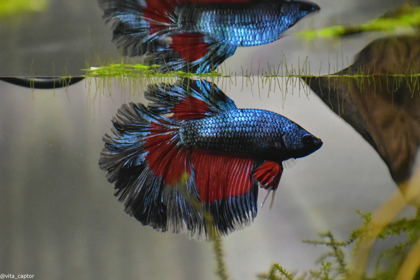 Betta Fish fish profile thumbnail