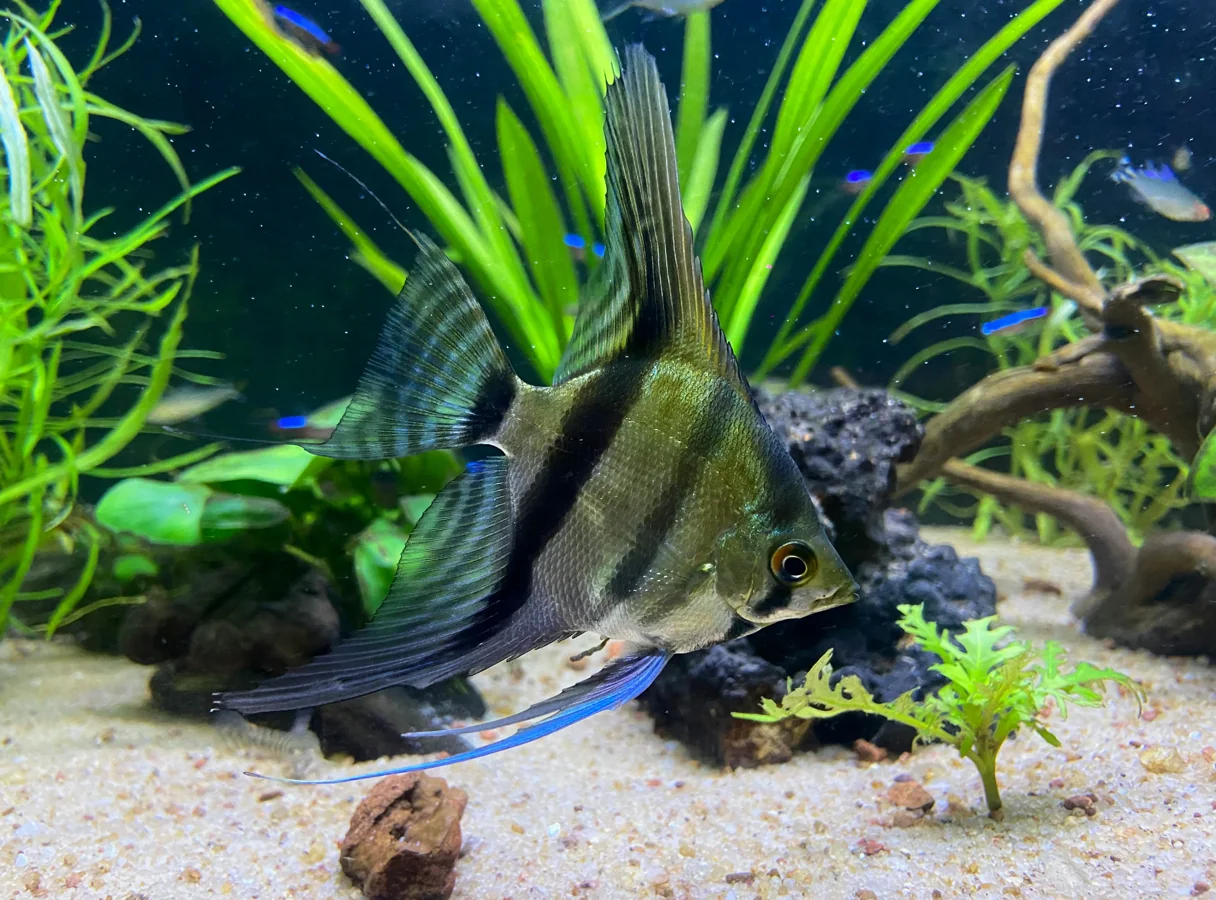 Black Ghost Knifefish