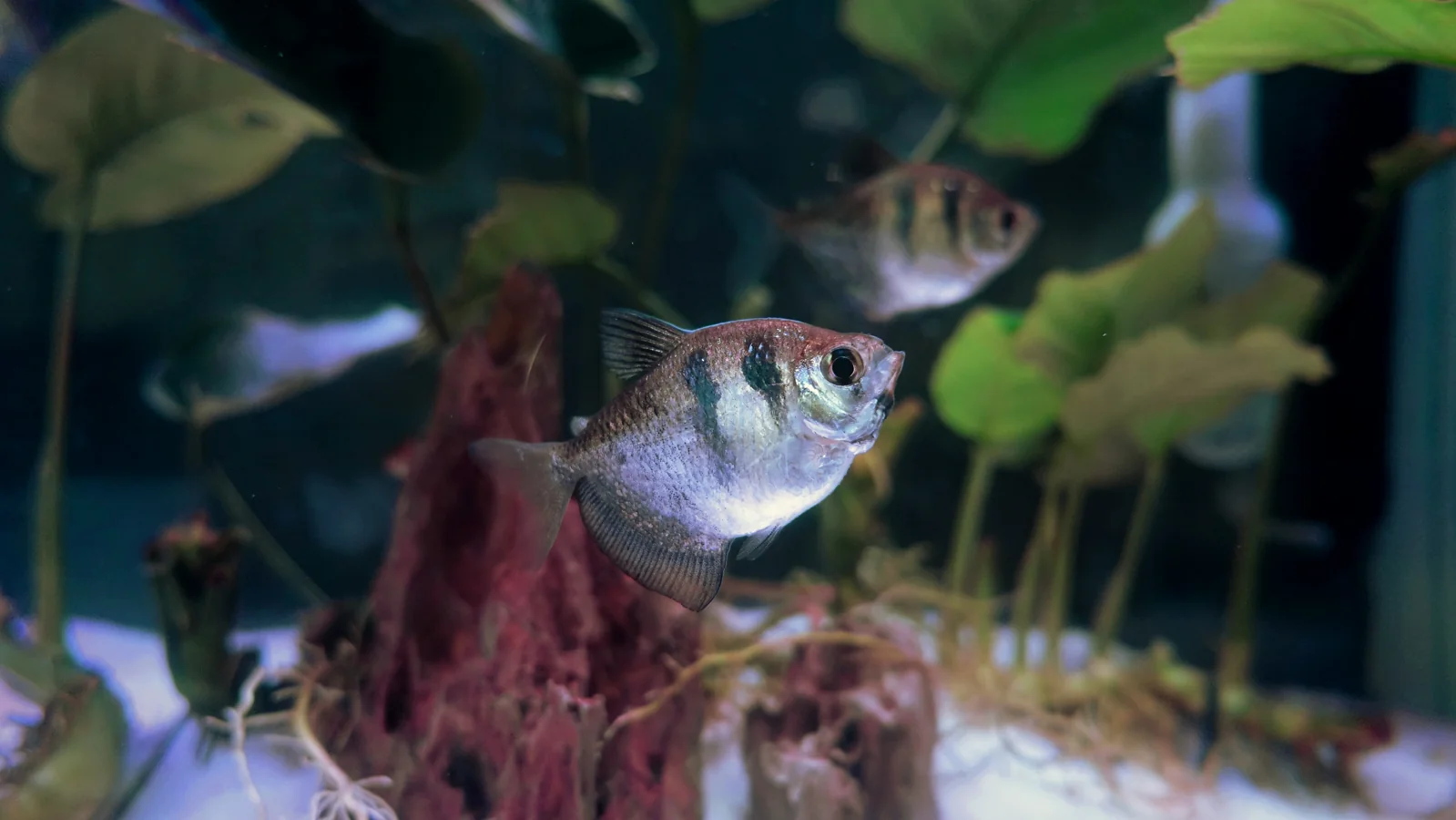 Black Skirt Tetra