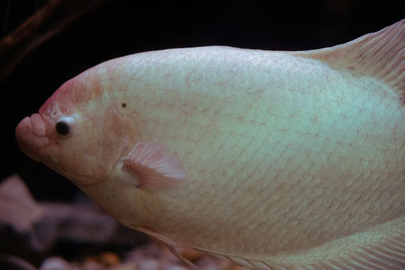 Blue Gourami