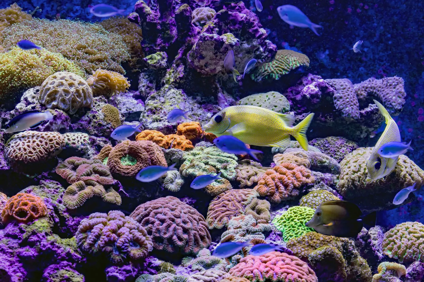 Blue Green Chromis