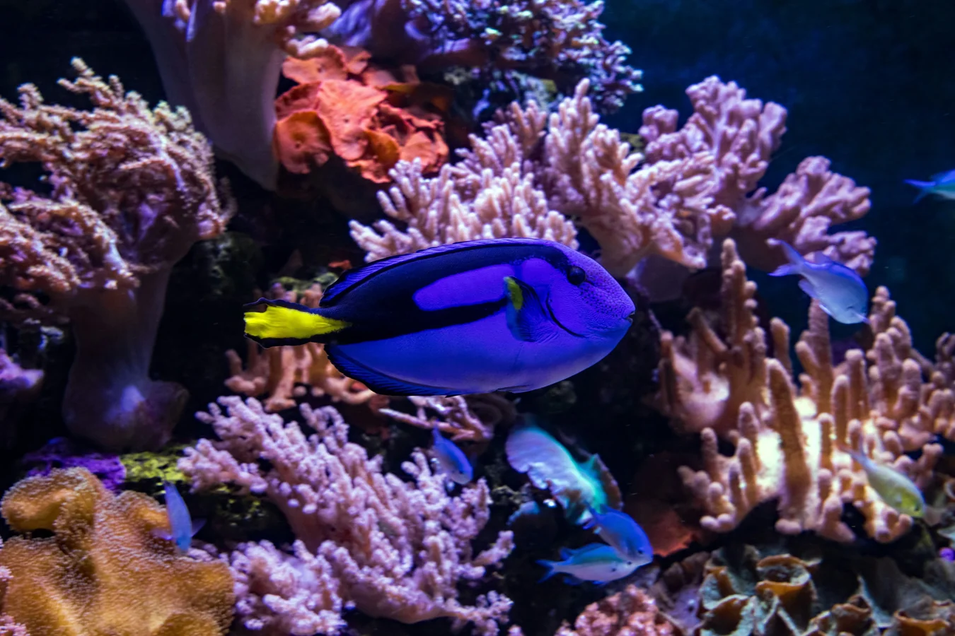 Blue Tang