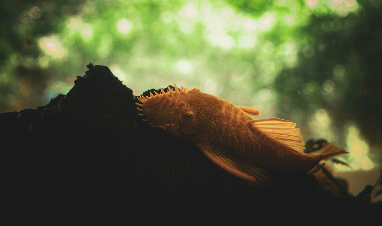 Bristlenose Pleco
