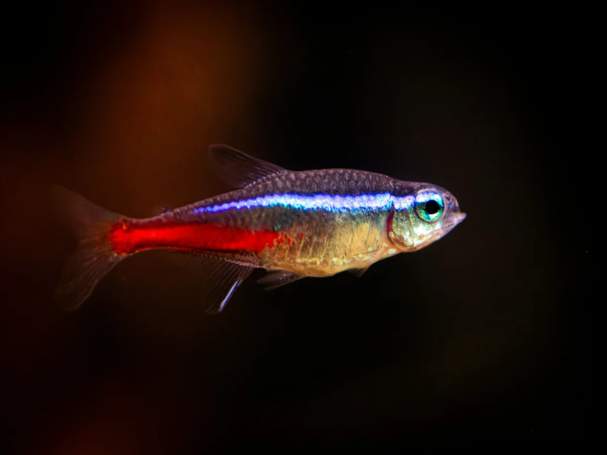 Cardinal Tetra