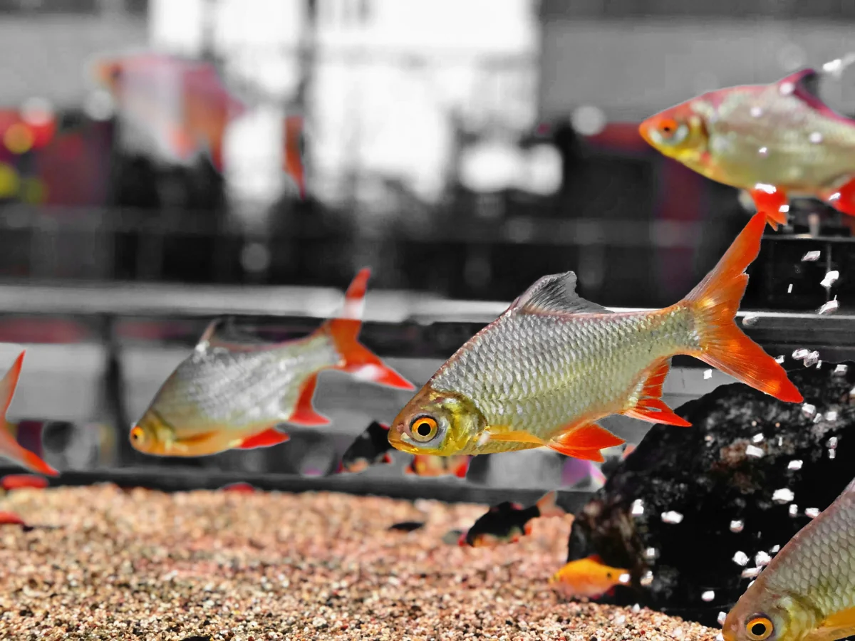 Checker Barb