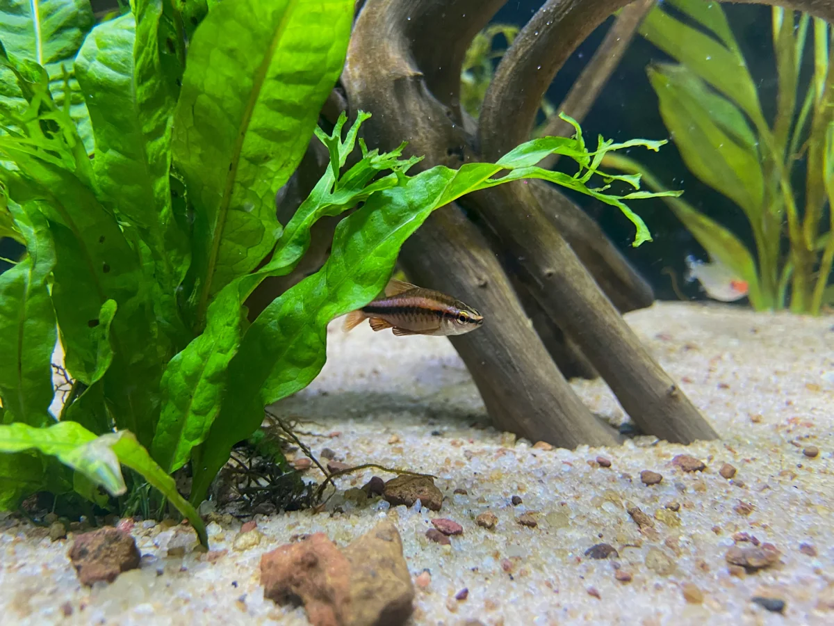 Cherry Barb