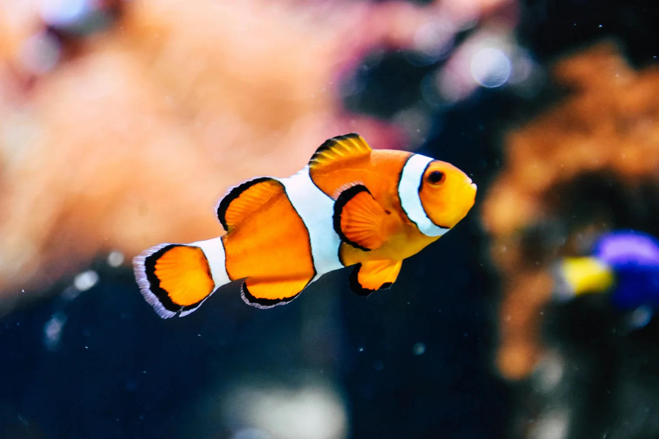 Clown Loach