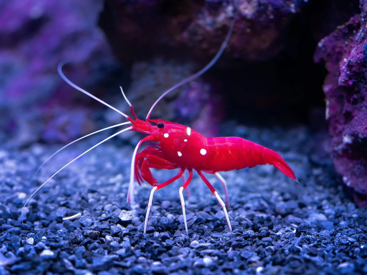 Coral Banded Shrimp