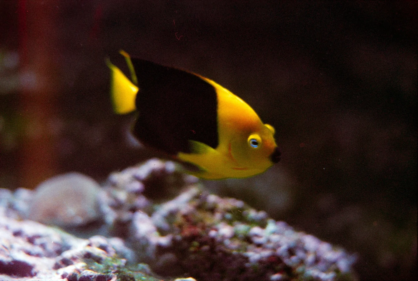 Coral Beauty Angelfish