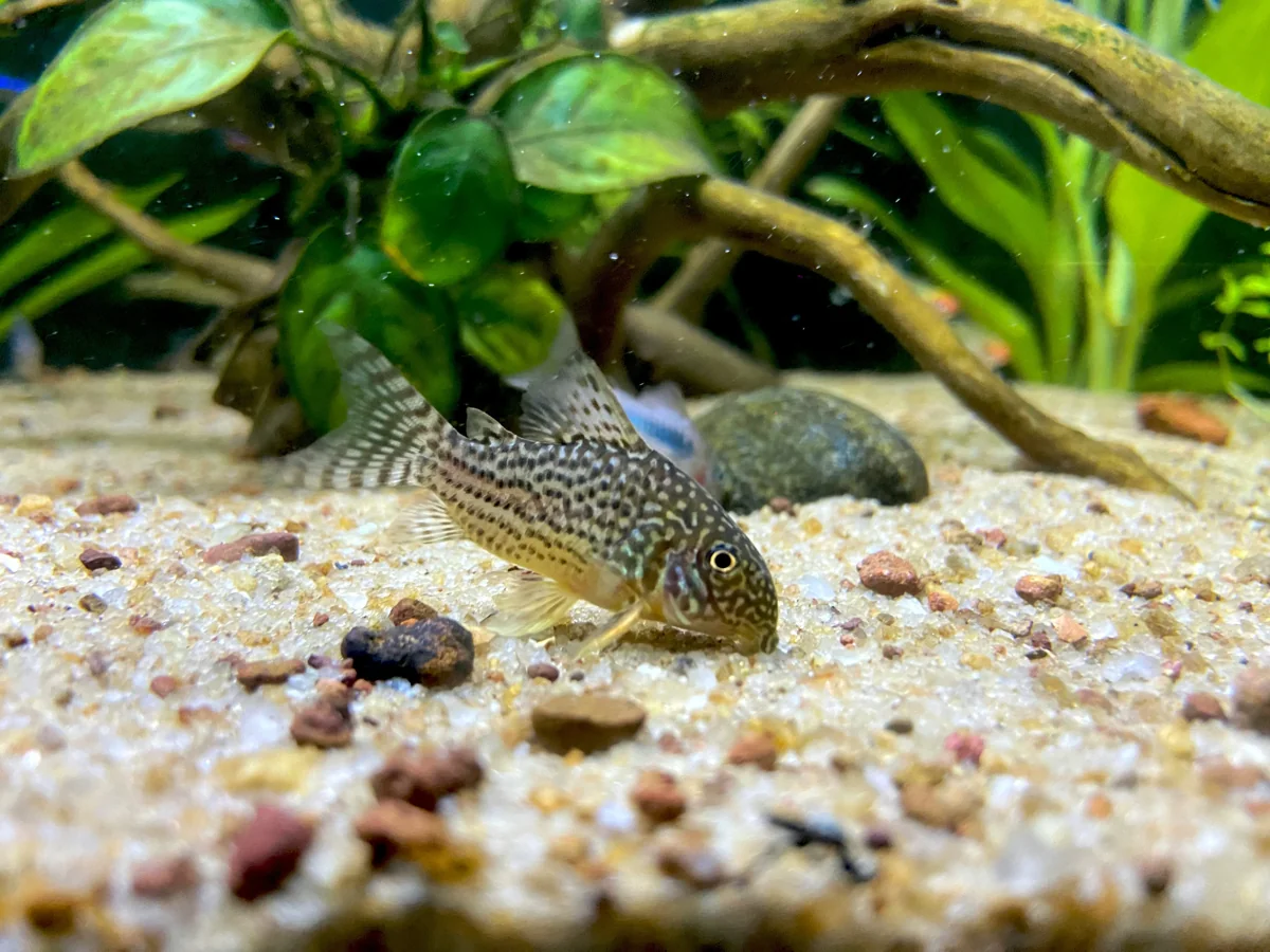 Three different types of corydoras catfish on sand substrate