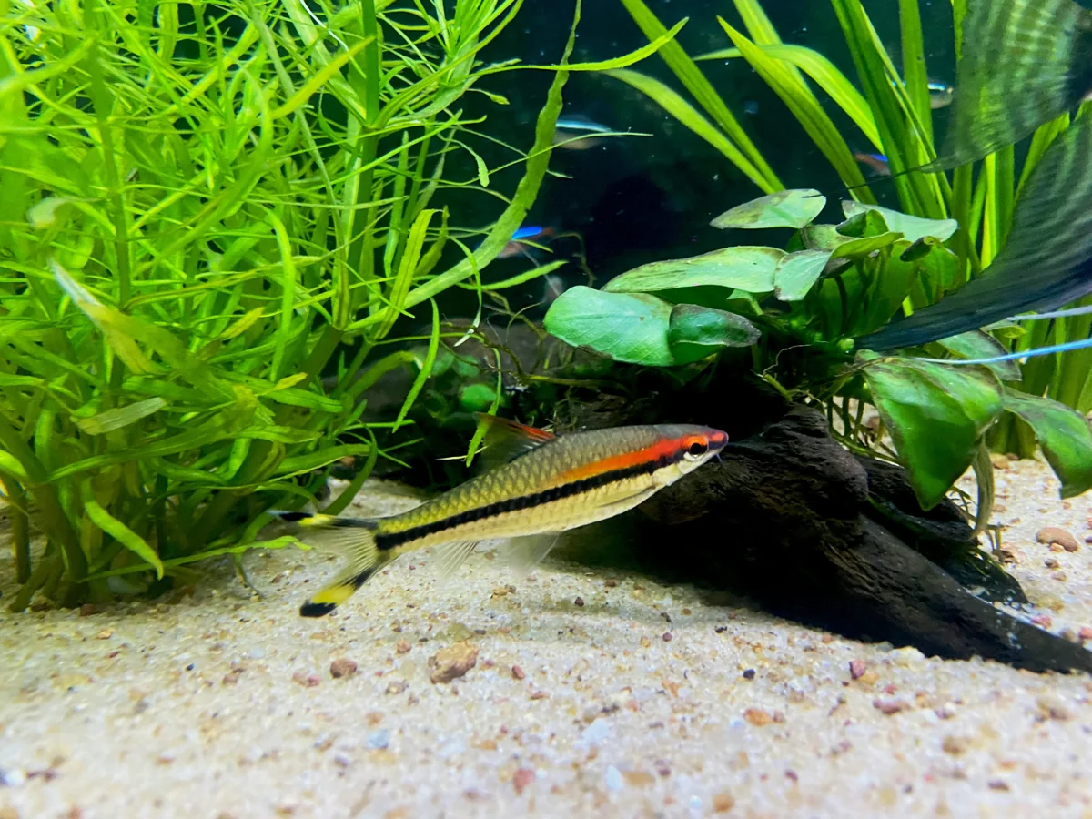 Denison Barb