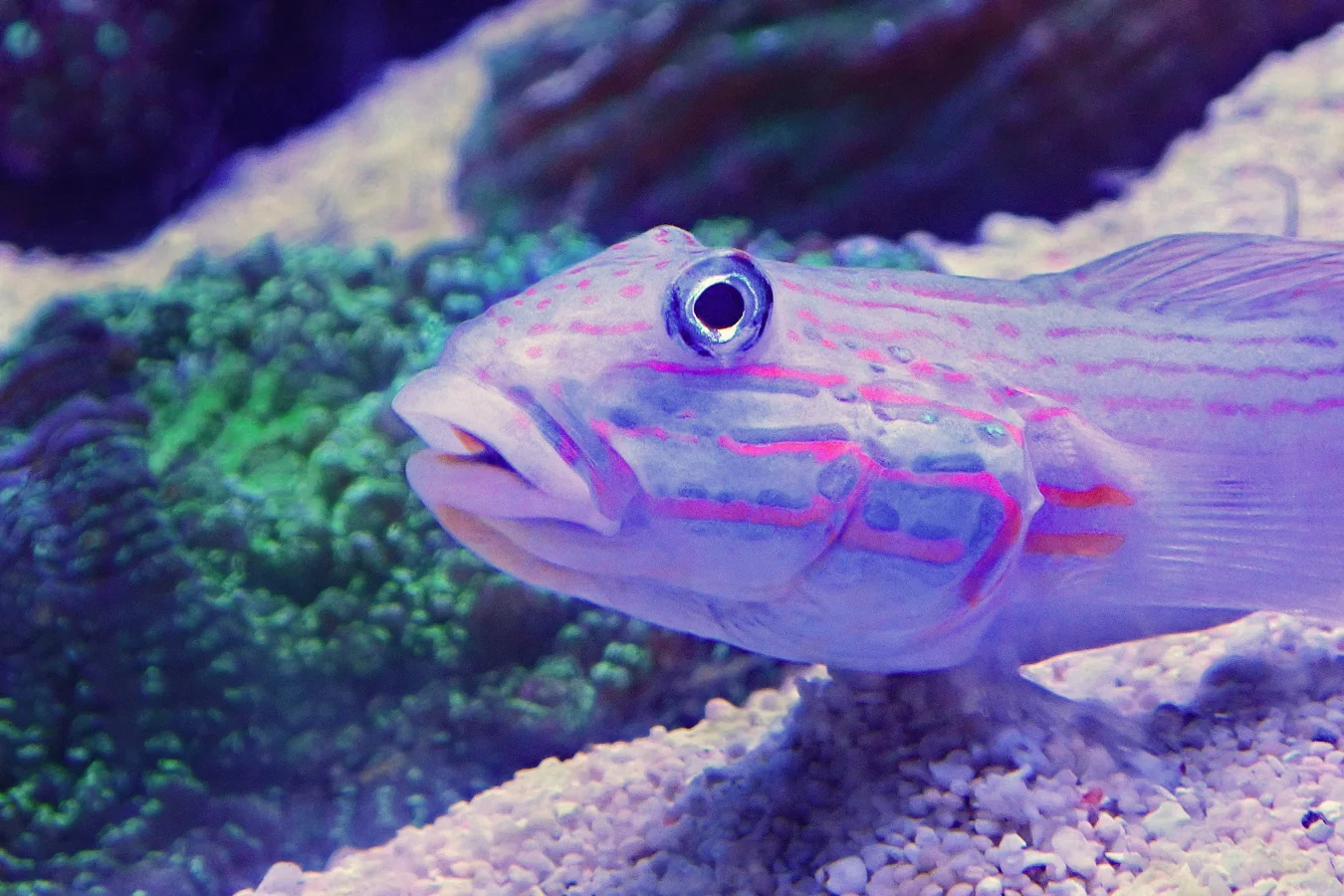 Diamond Goby