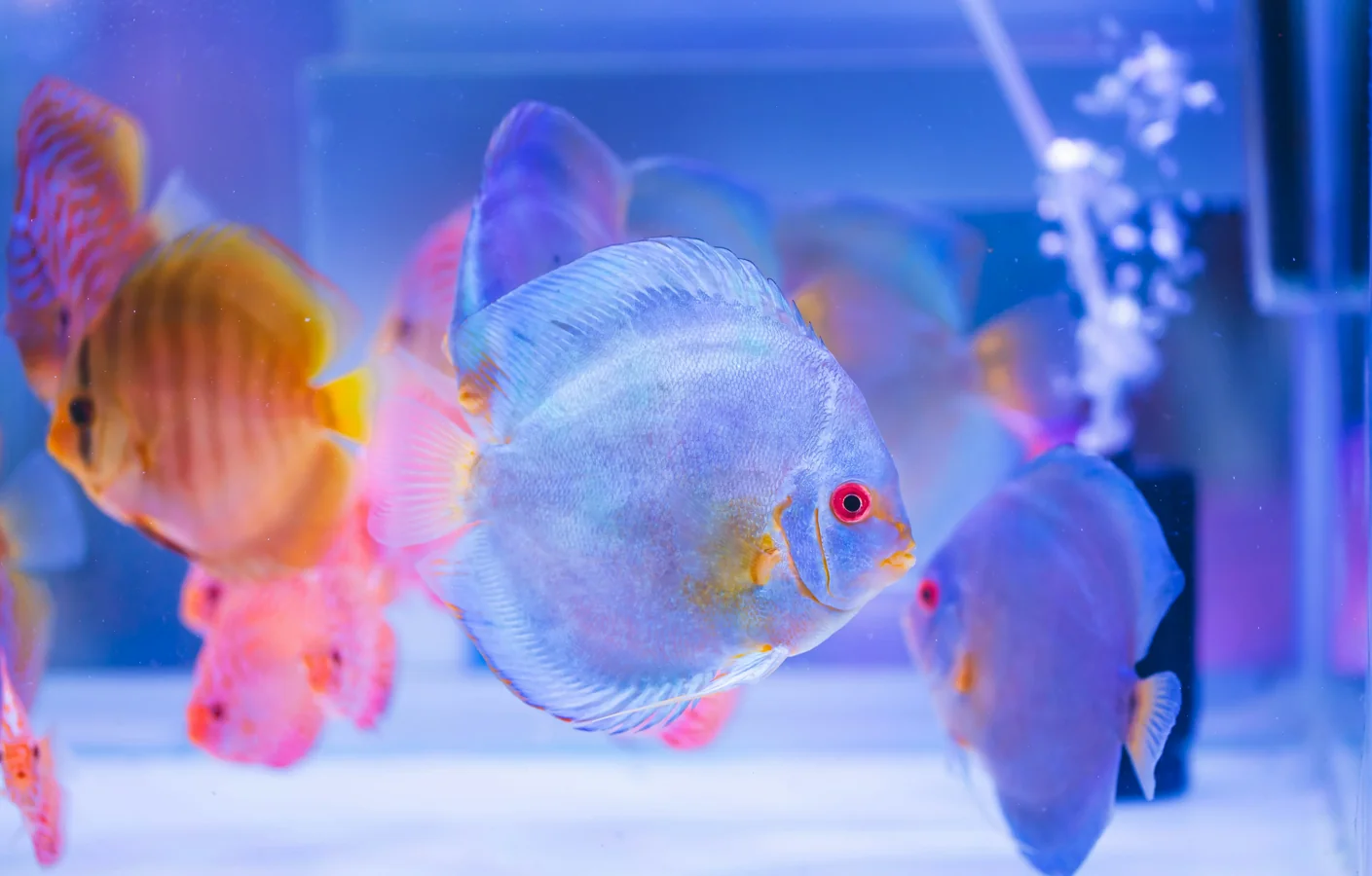 Discus