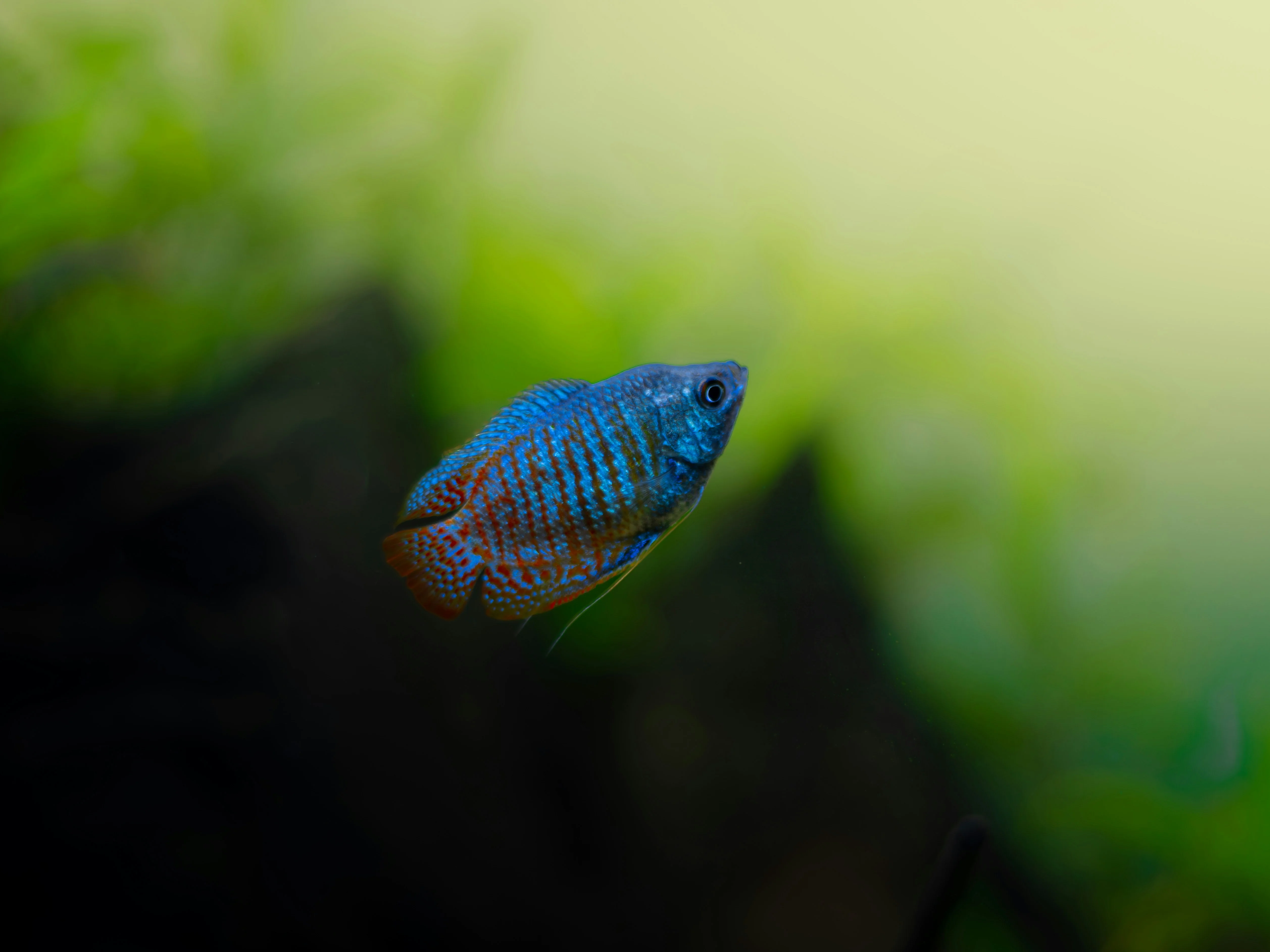 Dwarf Gourami