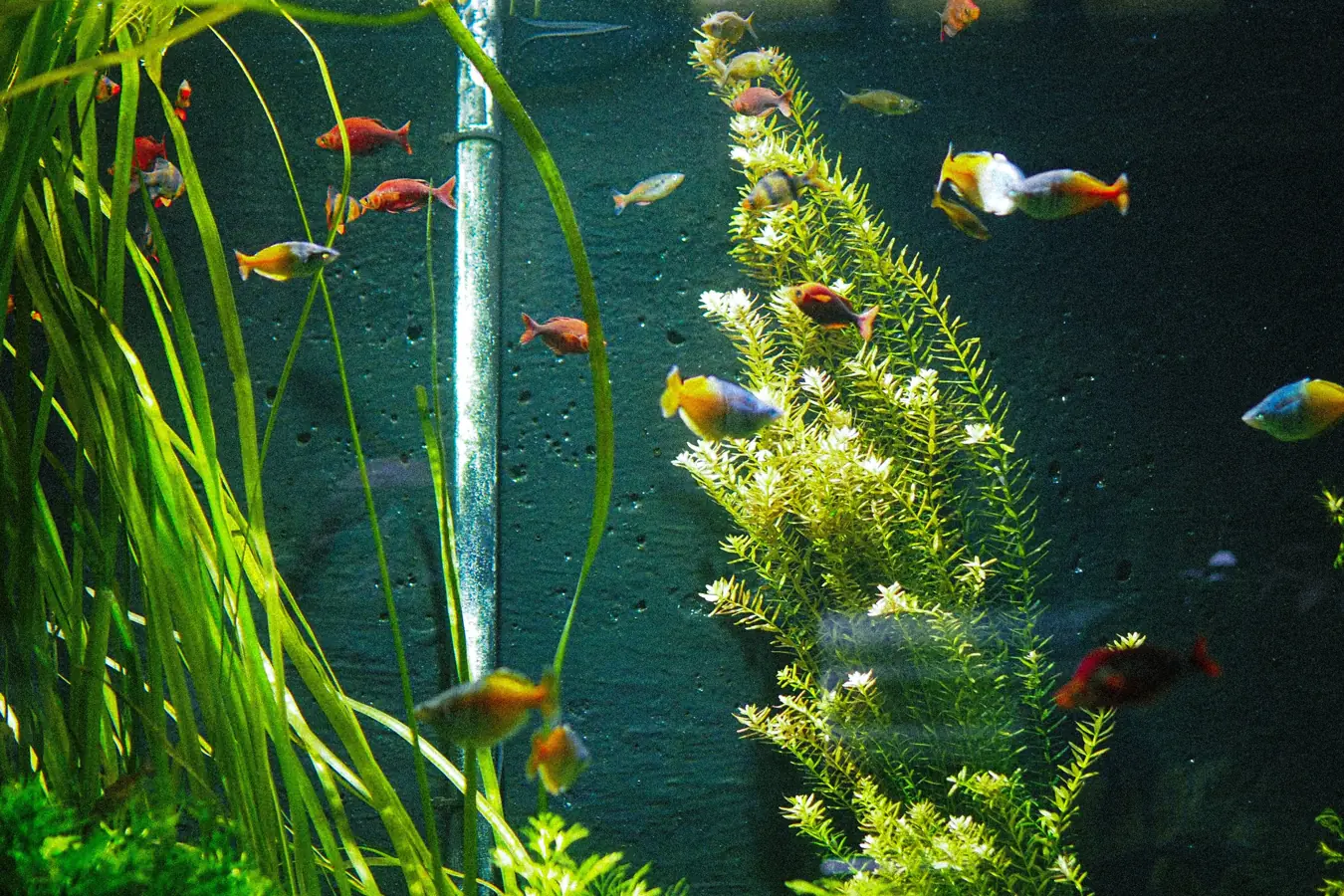 Dwarf Pencilfish