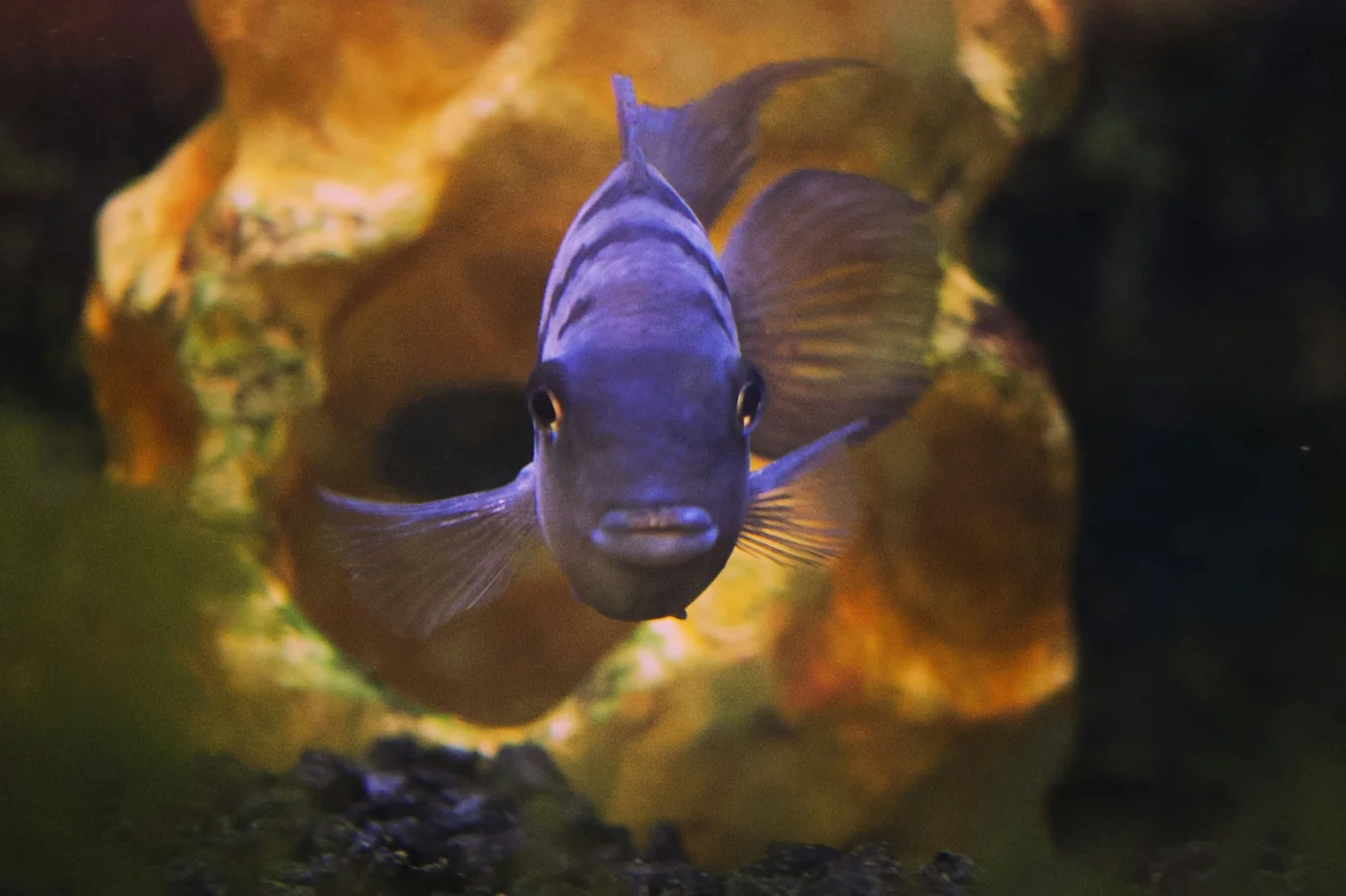 Electric Blue Ram