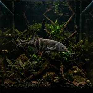 Elephant Nose Fish fish profile thumbnail
