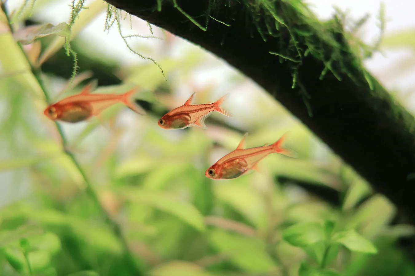 Ember Tetra