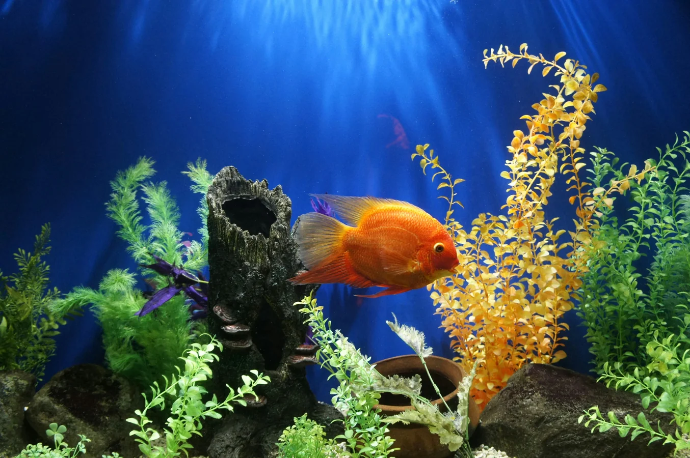 Fancy Goldfish