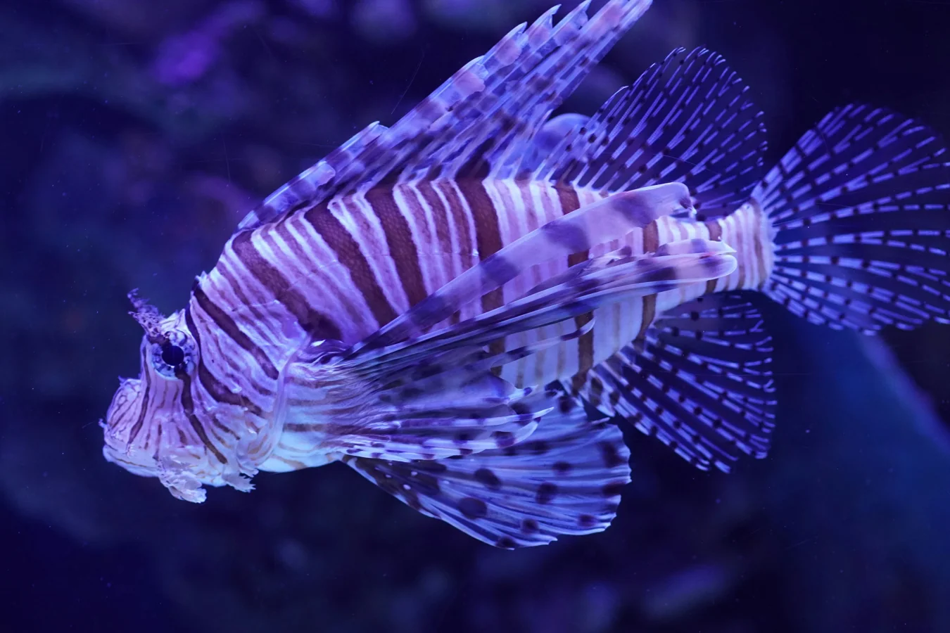 Firefish Goby