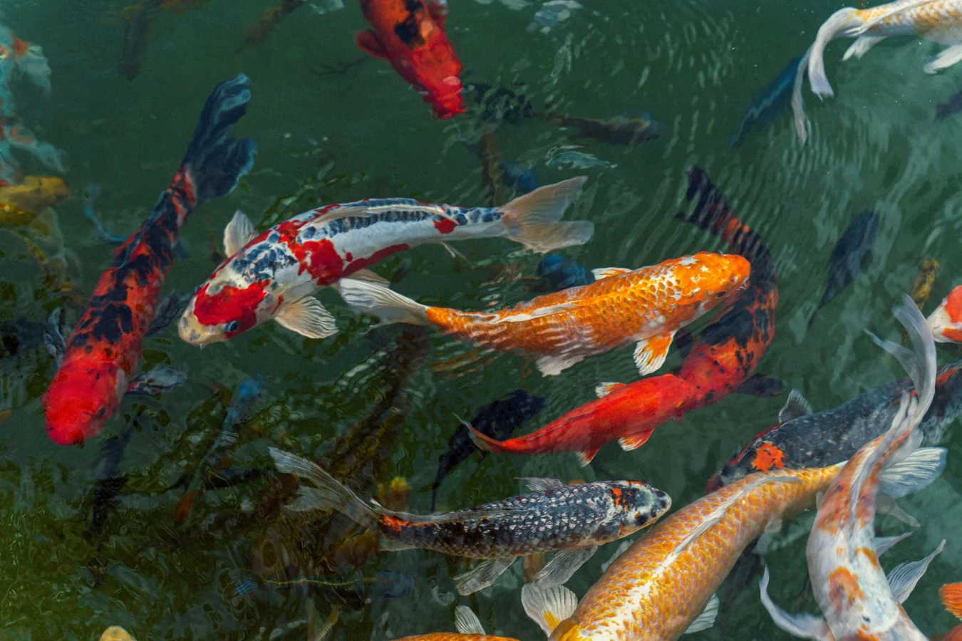 Breeding Aquarium Fish for Profit featured article