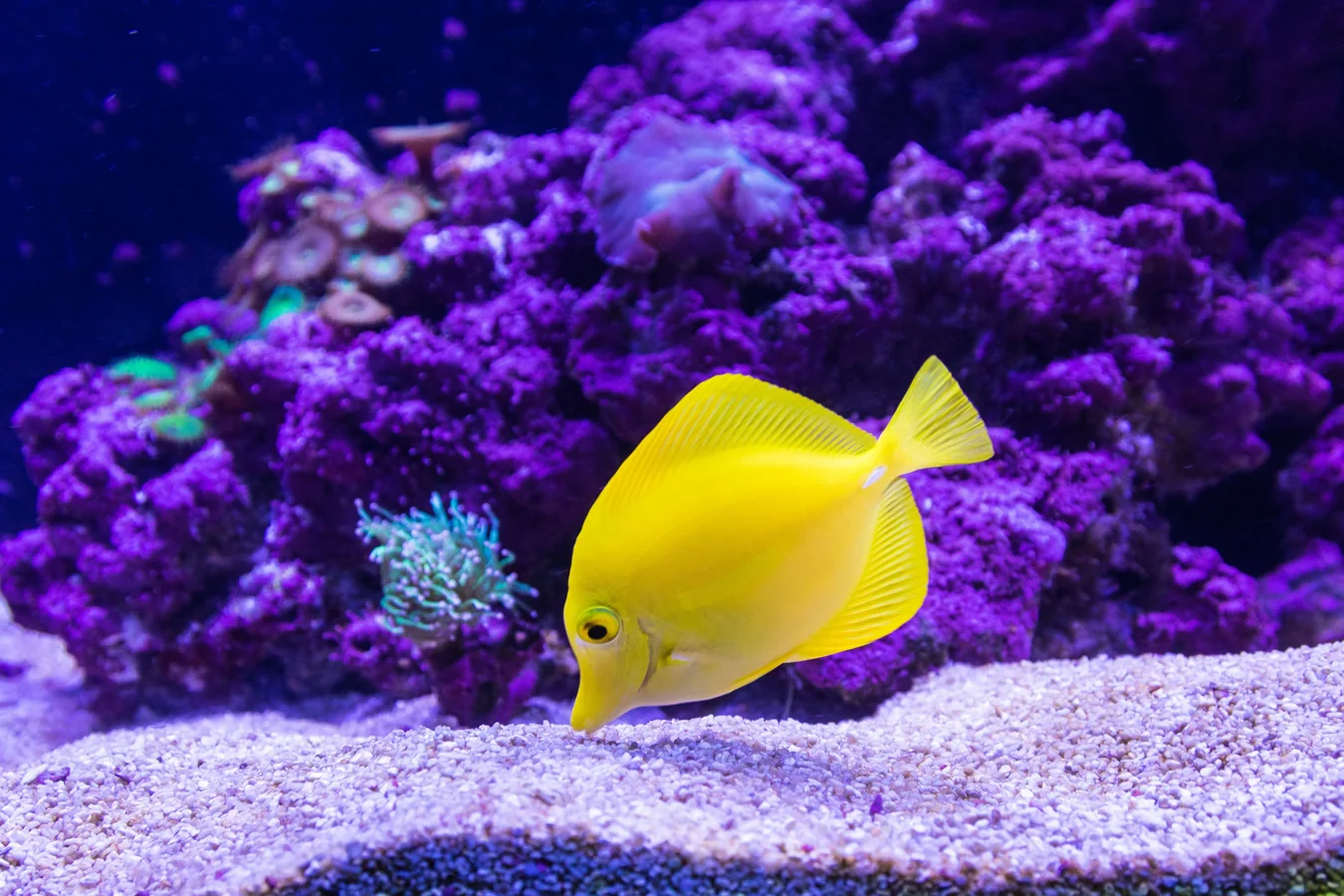 Close-up of a sick aquarium fish with visible white spots