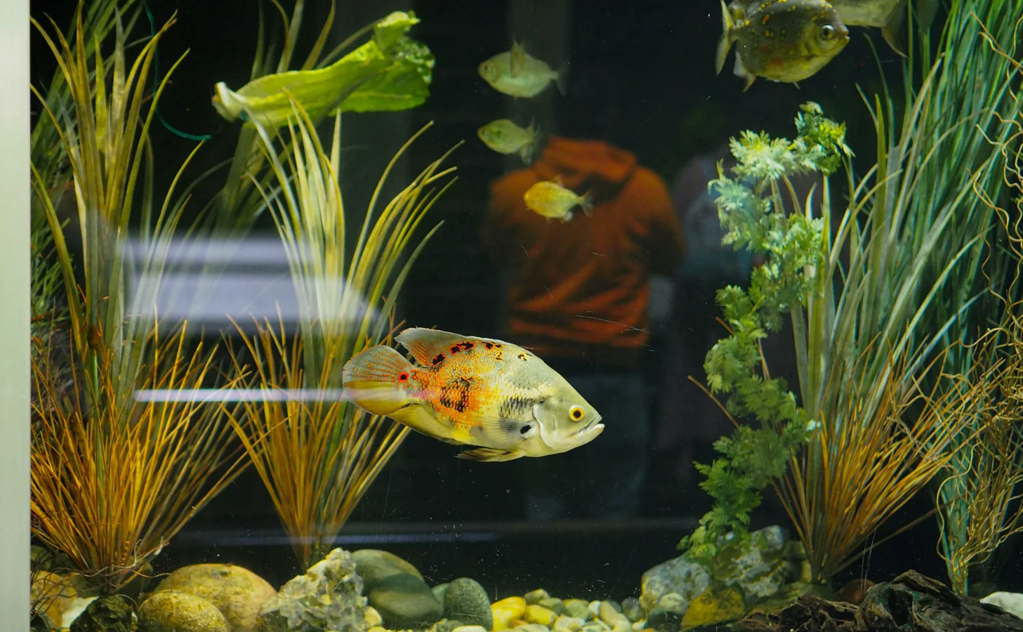 Glass Catfish