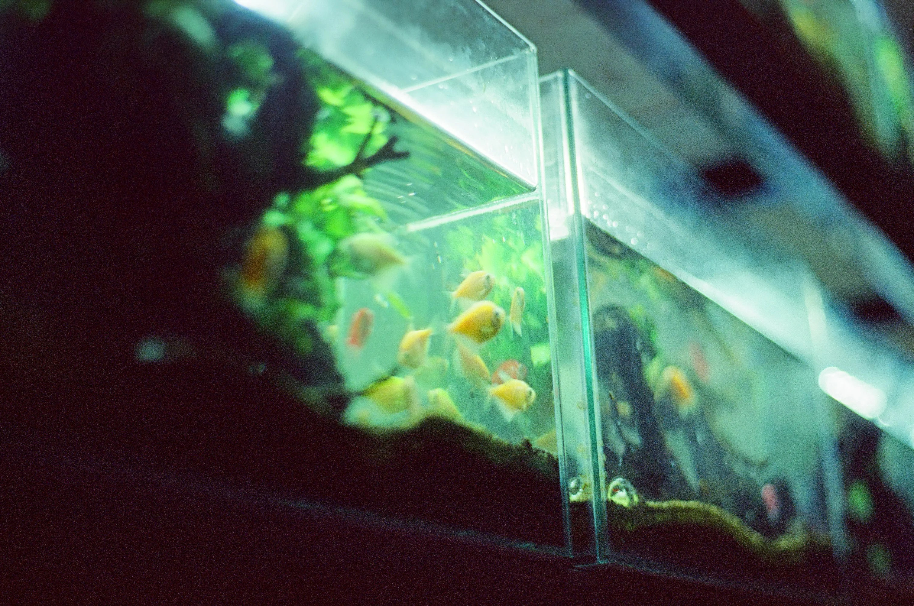 The Hard Water Aquarium: Thriving Species for High pH Tap Water featured article