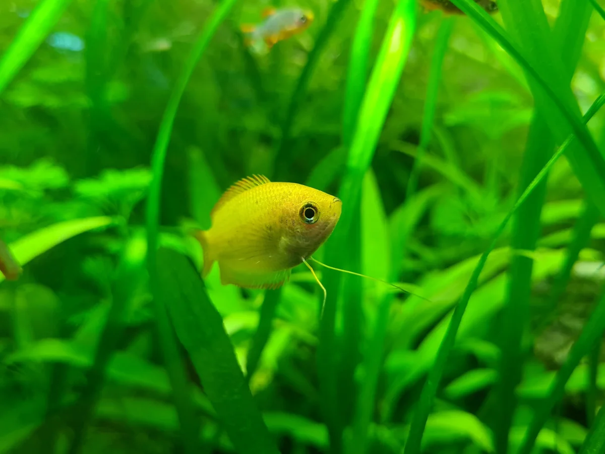 Lush green planted aquarium layout