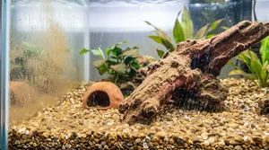 Brown diatom algae coating aquarium glass and substrate in a new freshwater tank