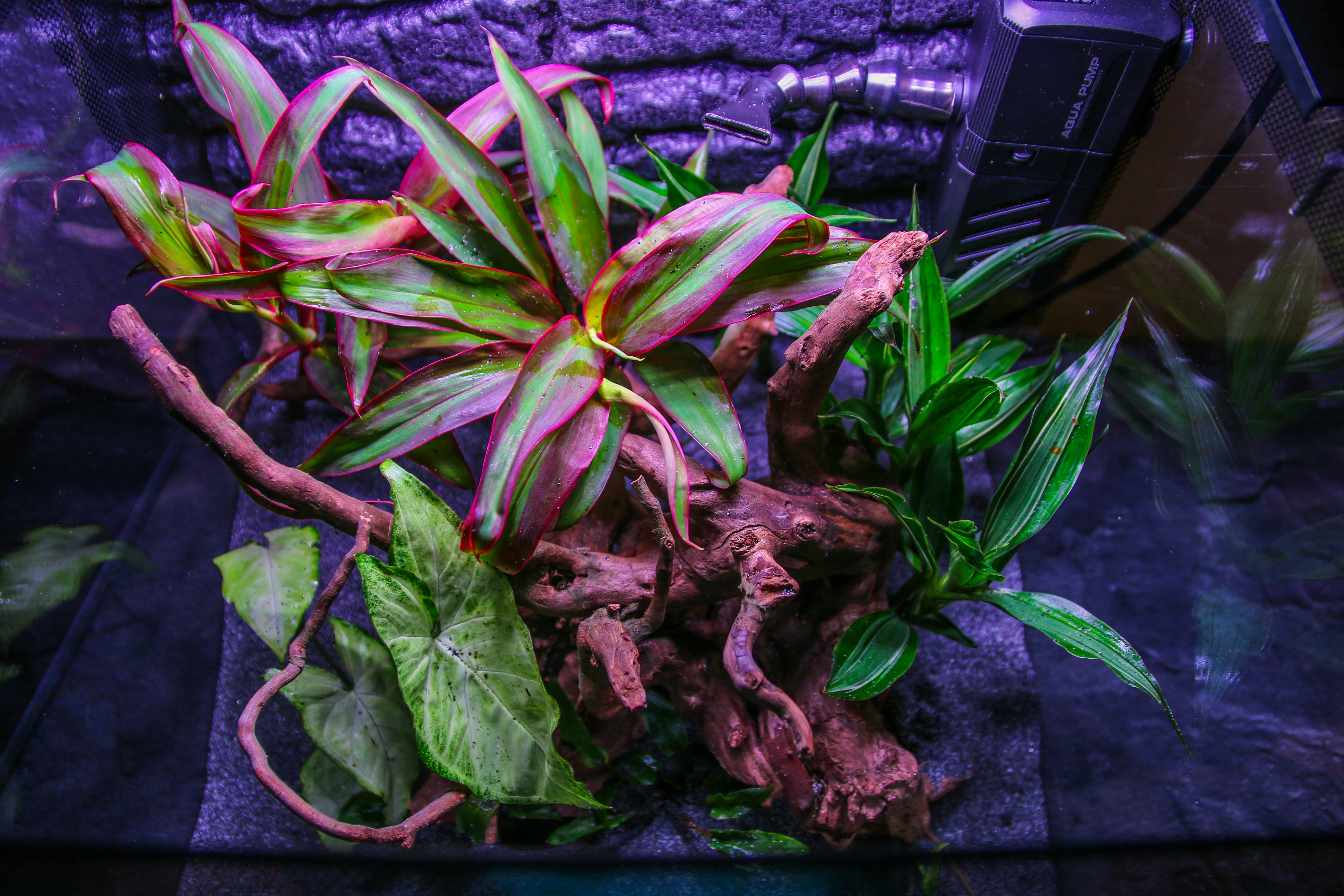 A heavily planted aquarium with an obvious dirt substrate underlayer capped with sand